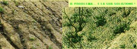 [Juta seminata]
