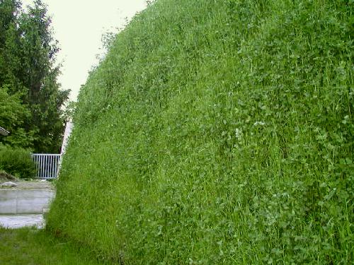 [Foto terra rinforzata inerbita con in juta e pavidrain]