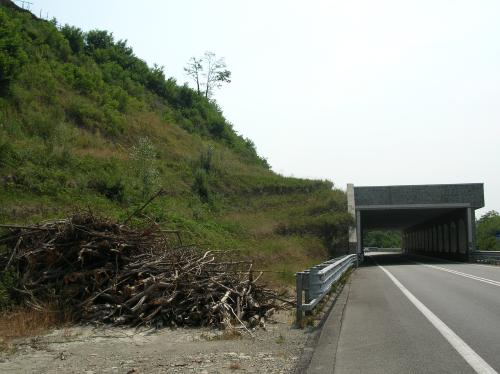 [Consolidamento frana con Palovit e ingegneria naturalistica]